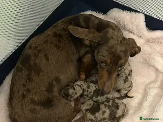 Miniature Dachshund dogs Miniature Dacshund - Advert 8