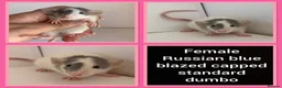 Rat rodents for sale: Adorable baby rats for sale  - Advert 1