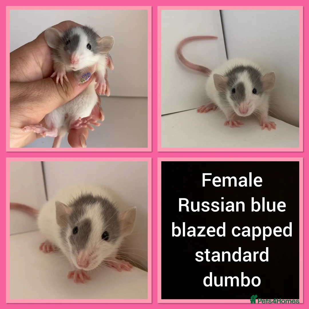 Rat rodents for sale: Adorable baby rats for sale  - Advert 1