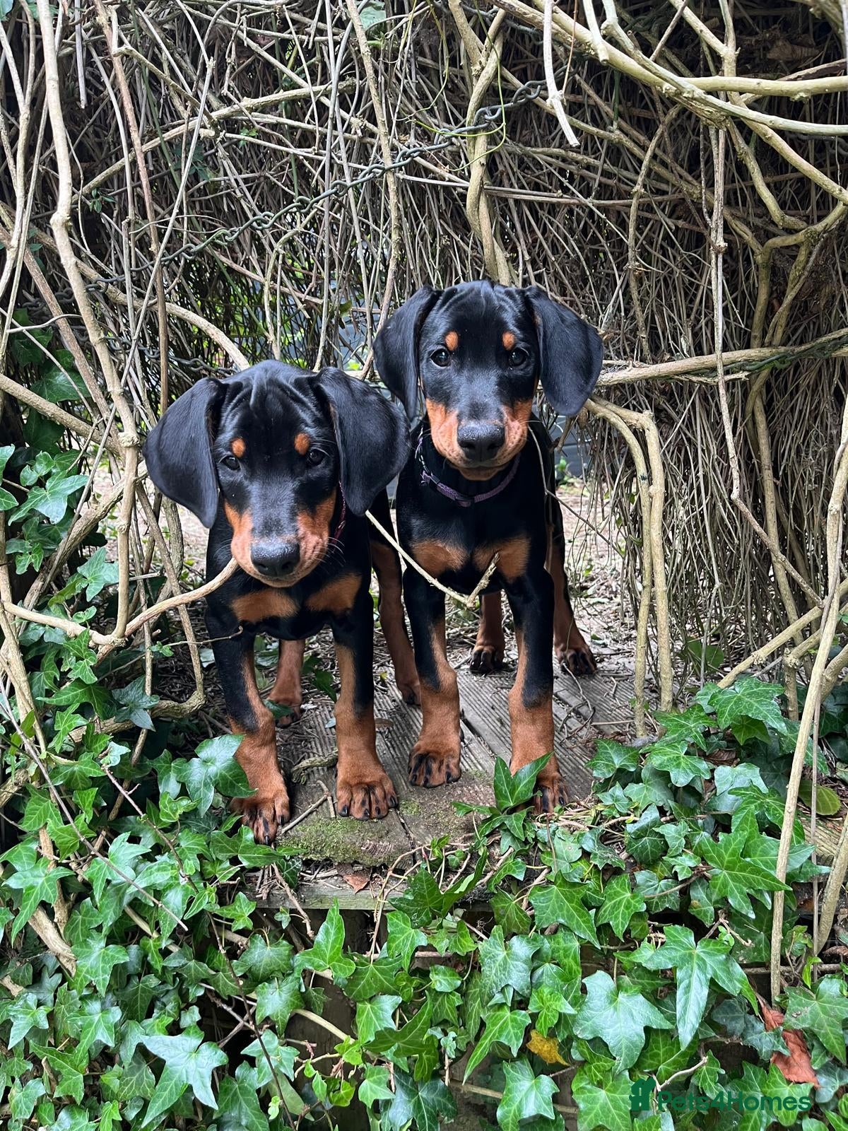 Dobermann dogs KC REGISTERED DOBERMANN PUPS – EXCEPTIONAL LITTER - Advert 1