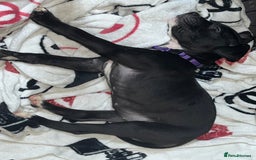 American Bull Staffy dogs for sale: 2 Female American bull x staff puppies left - Image 19
