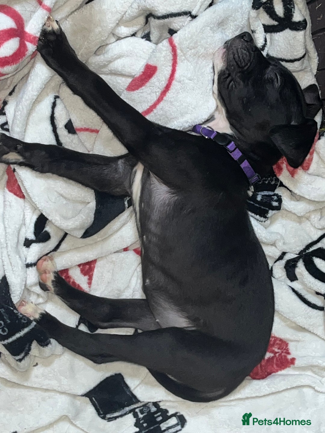American Bull Staffy dogs for sale: 2 Female American bull x staff puppies left - Image 19