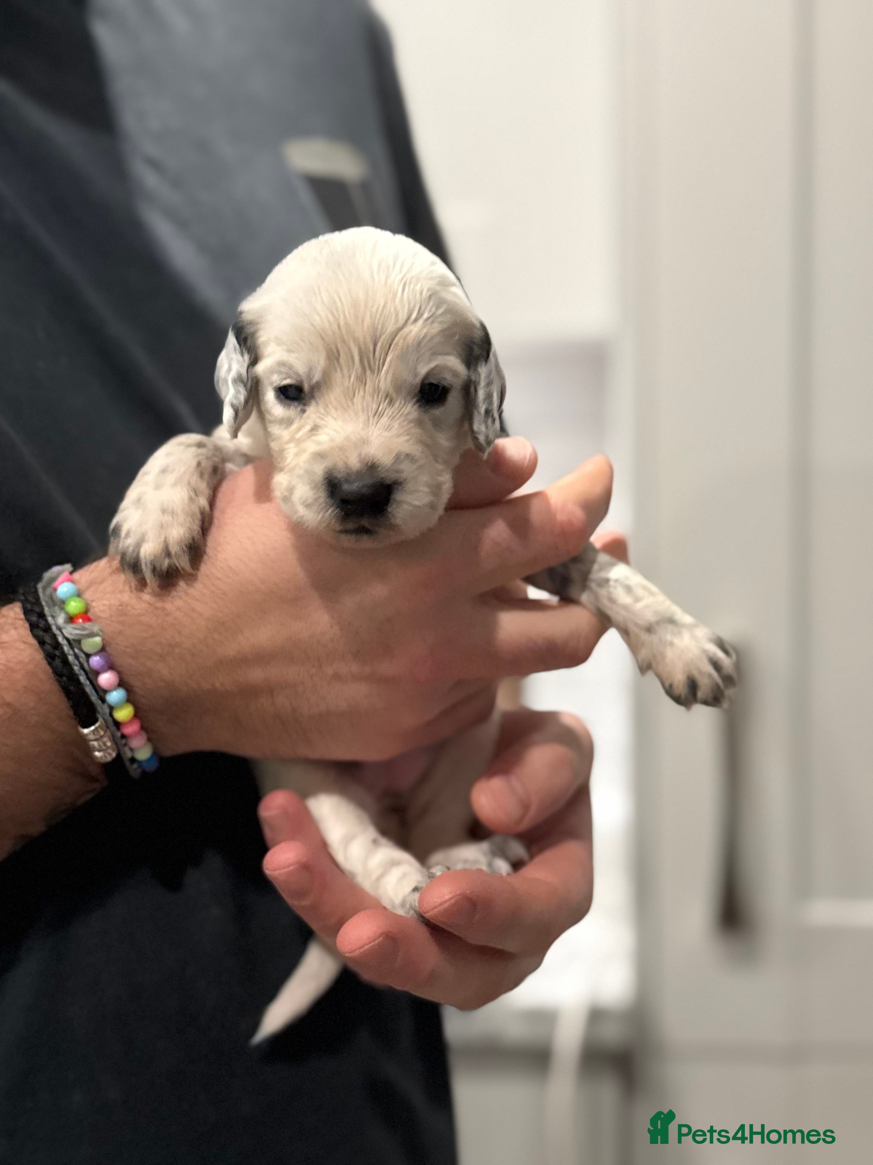 Sprocker dogs Stunning Sprocker pups 🐶💕 - Advert 2