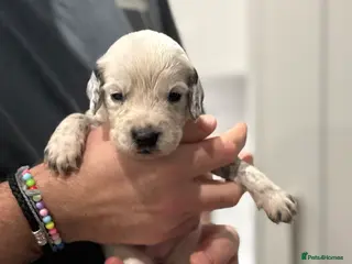 Sprocker dogs Stunning Sprocker pups 🐶💕 - Advert 2