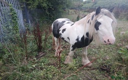 Irish Cob horses for sale: Cob colt  - Image 3
