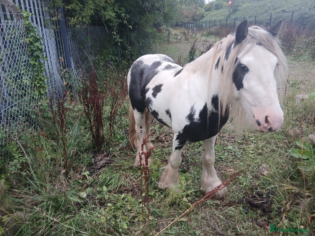 Irish Cob horses for sale: Cob colt  - Image 3