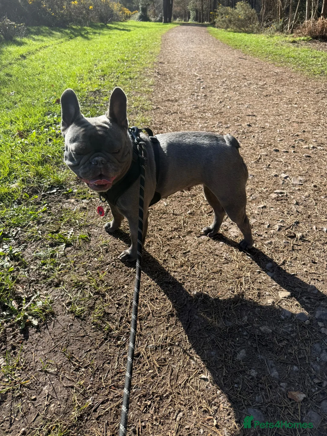 French Bulldog dogs for sale: Frenchies Mum and Daughter - Advert 2