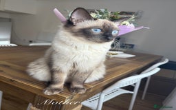 Ragdoll cats for sale: Beautiful Ragdolls READY NOW 💙 - Image 13