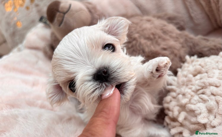 Maltese dogs - Advert 1