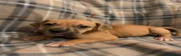 Mixed Breed dogs for sale: Large mix dog breed  in Edinburgh - Advert 7