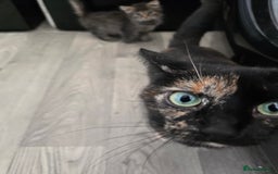 Maine Coon cats for sale: MaineCoon X Male Kitten  - Image 4