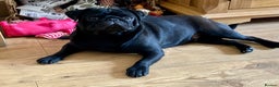 Pug dogs for stud: Health tested black pug stud  in Stevenage - Advert 2