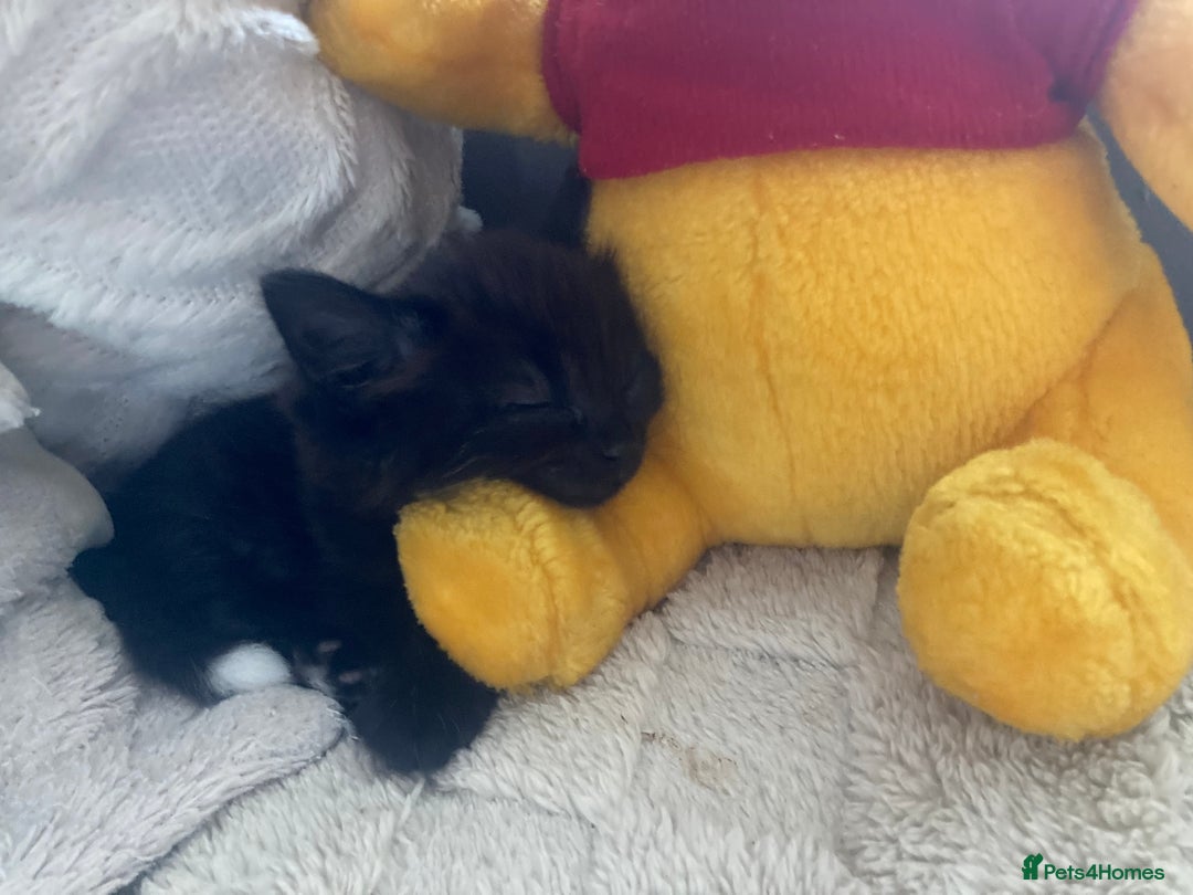 Mixed Breed cats for sale: Sweet Kittens  - Image 25