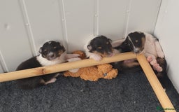 Rough Collie dogs for sale: Male Rough Collie puppy for sale - Image 2