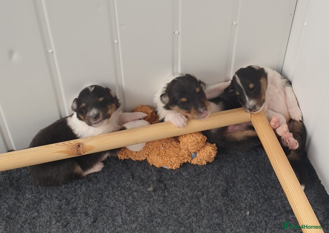 Rough Collie dogs for sale: Male Rough Collie puppy for sale - Image 2