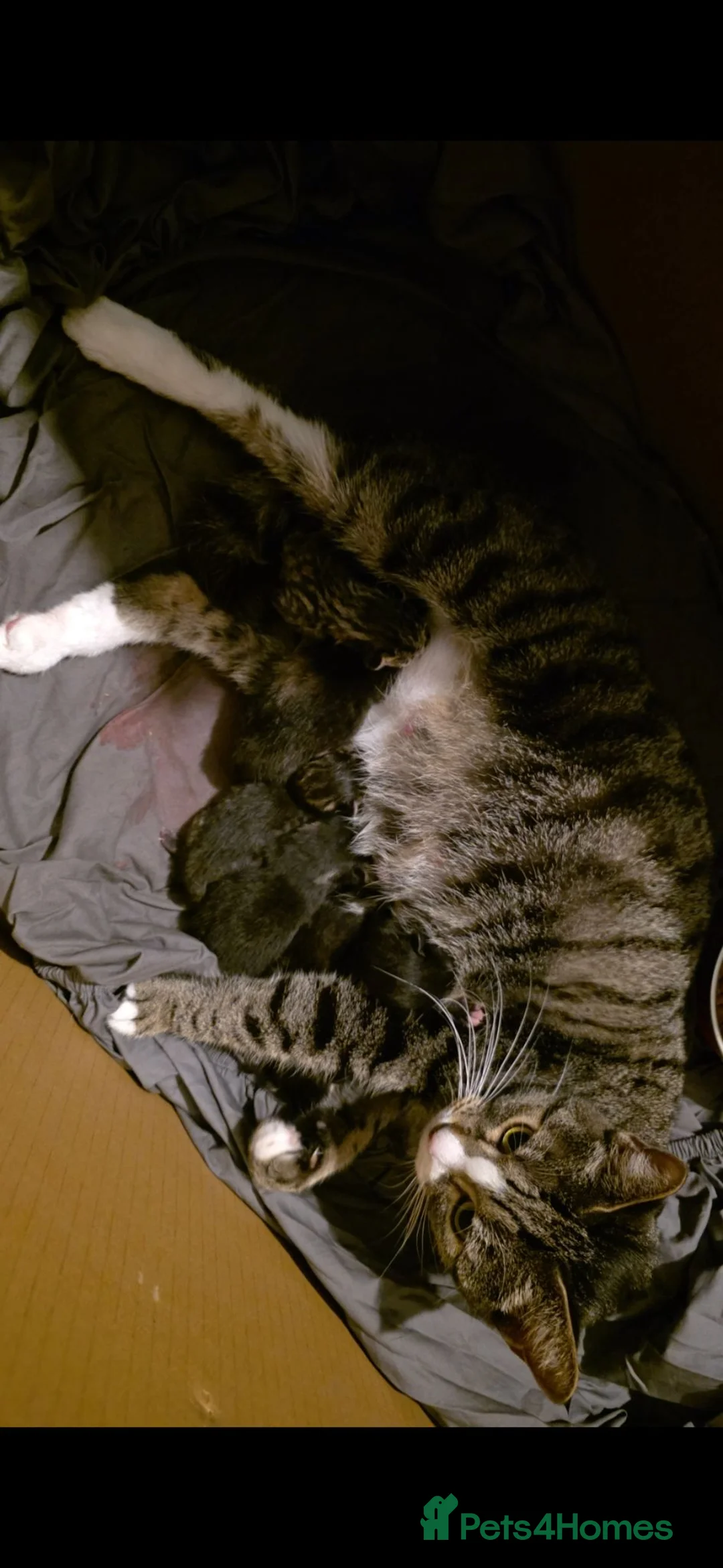 Domestic Shorthair cats for sale: Kittens for sale - Advert 1