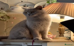 British Shorthair cats for sale: Lilac British Shorthair  - Image 5