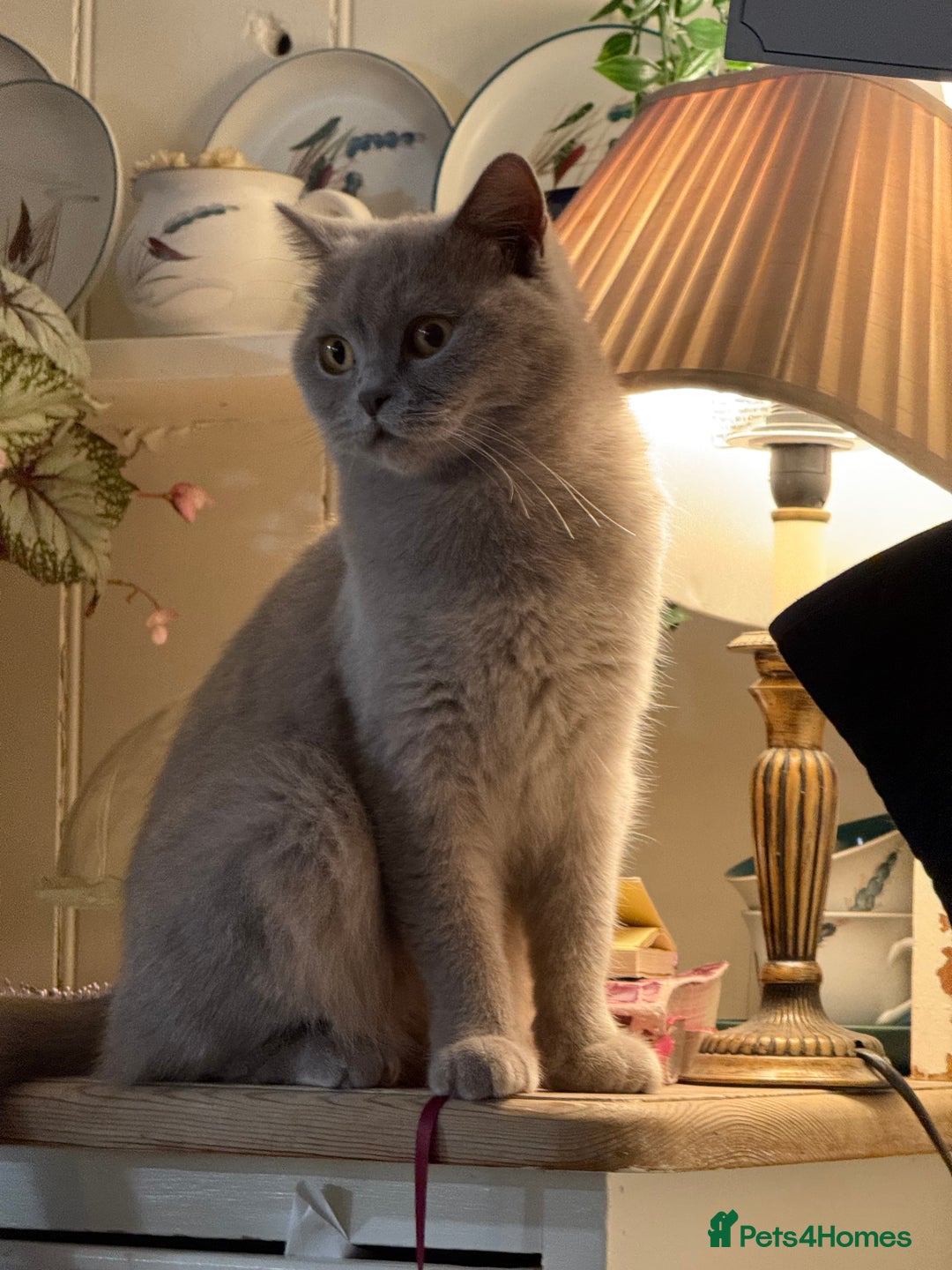 British Shorthair cats for sale: Lilac British Shorthair  - Image 5