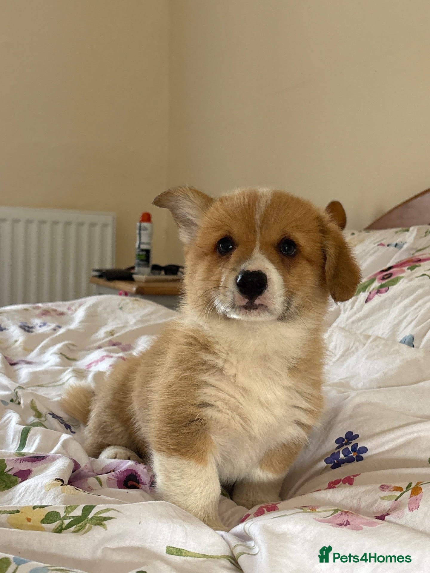 Welsh Corgi Pembroke dogs KC Pembrokeshire Corgi Puppies with Champion Lines - Advert 1
