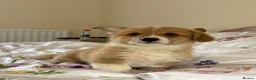 Welsh Corgi Pembroke dogs for sale: KC Pembrokeshire Corgi Puppies with Champion Lines - Advert 2