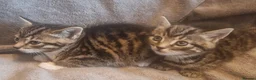 British Shorthair cats for sale: Beautiful Tabby and grey Tabby kittens  - Advert 13