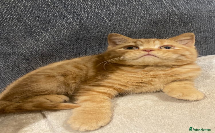 British Shorthair cats - Advert 1