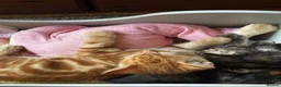 Mixed Breed cats for sale: Mixed litter - Advert 4