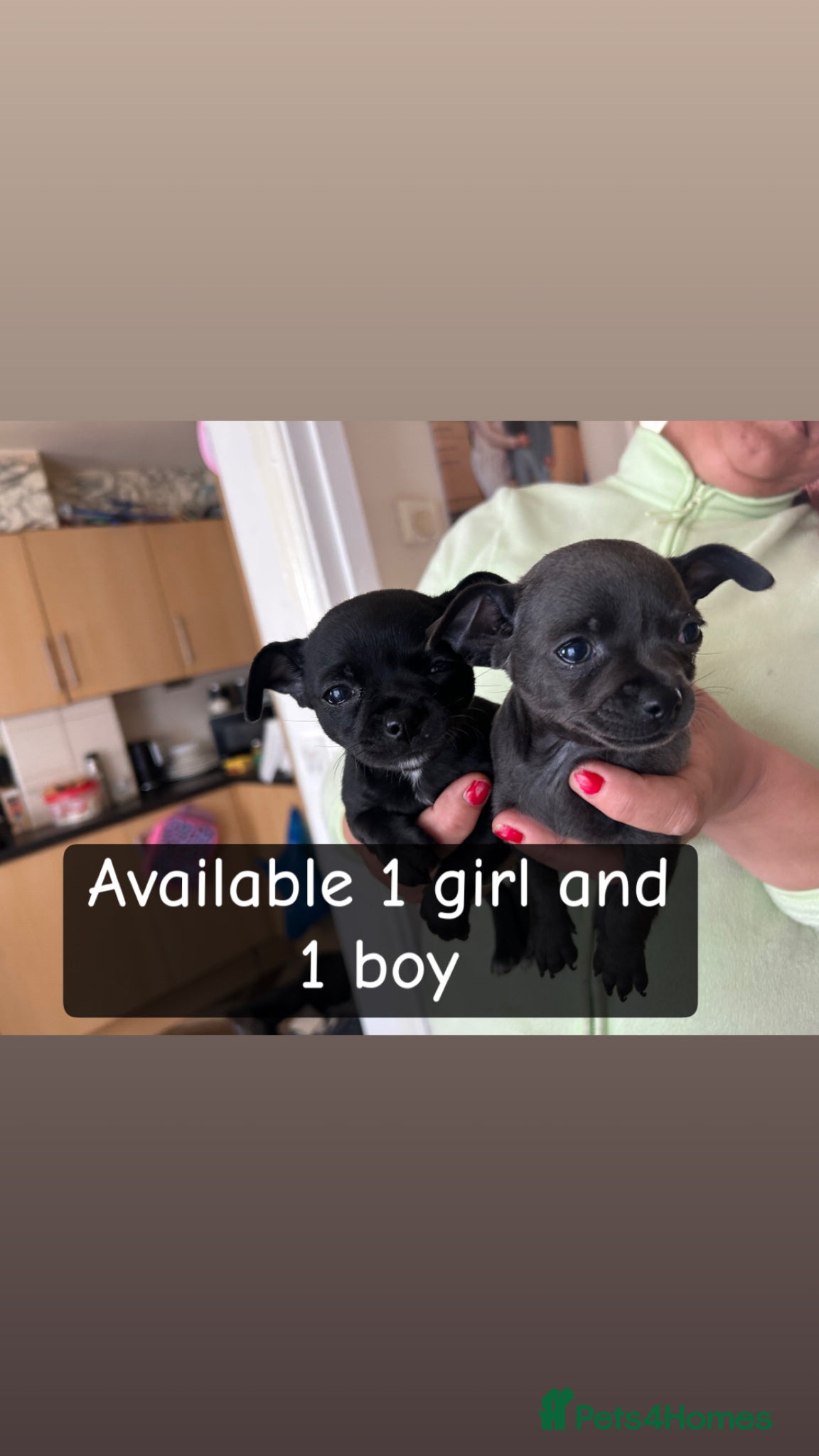 Chihuahua dogs Adorable Chihuahua 🐾🐶🐾🐶  - Advert 1