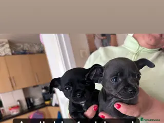 Chihuahua dogs Adorable Chihuahua 🐾🐶🐾🐶 - Advert 1