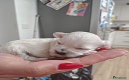 Maltipoo dogs for sale: Maltipoo  - Image 9
