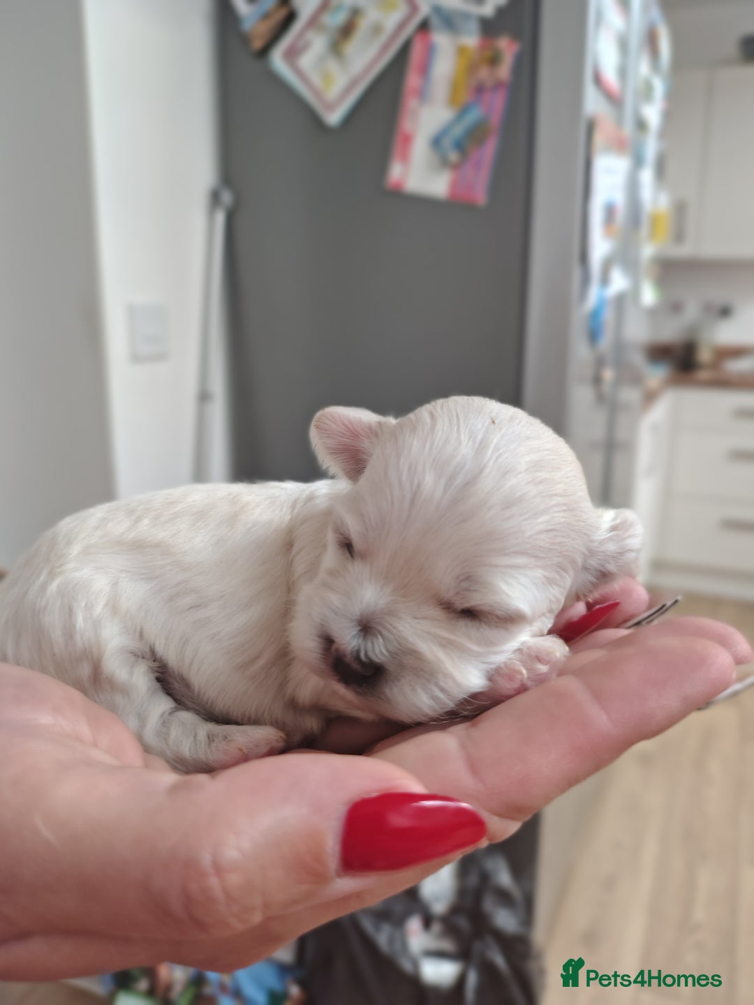 Maltipoo dogs for sale: Maltipoo  - Image 9