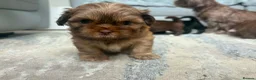 Shih Tzu dogs for sale: Stunning Shih Tzu puppies  - Advert 16