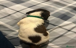 English Springer Spaniel dogs for sale: KC Registered English Springer Spaniel Puppies - Image 9