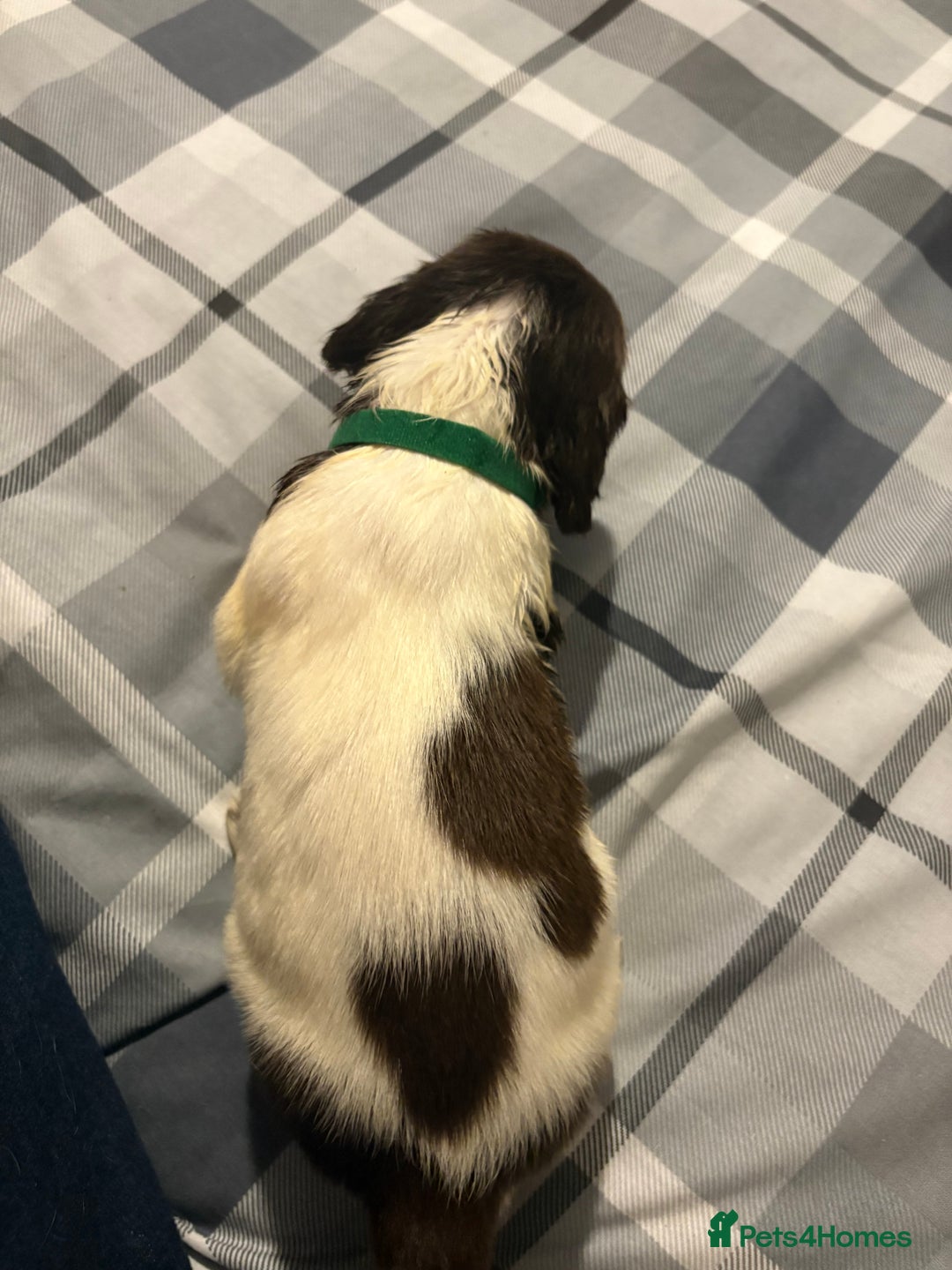 English Springer Spaniel dogs for sale: KC Registered English Springer Spaniel Puppies - Image 9