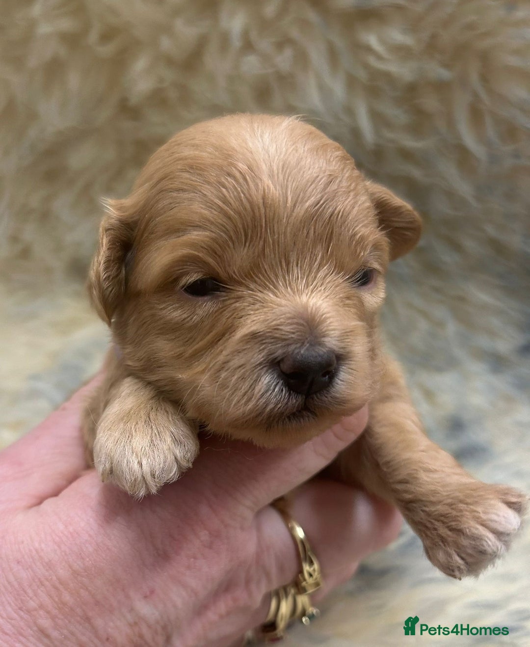 Maltipoo dogs for sale: Red Toy Maltipoos  - Advert 10