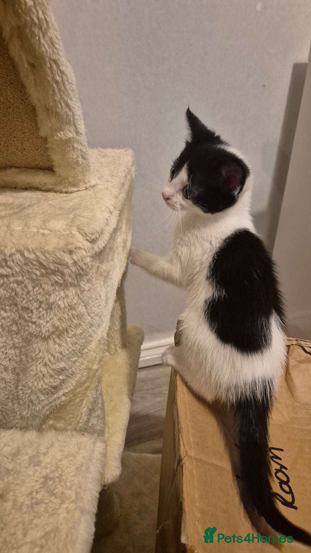 Mixed Breed cats for sale: 2 female kittens available and ready to leave  - Advert 2