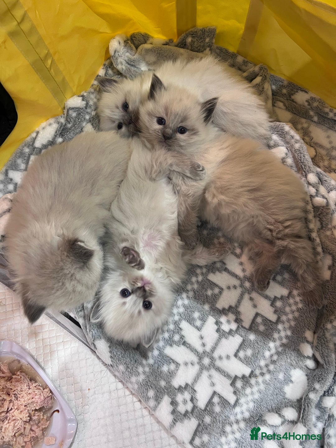 Ragdoll cats for sale: Adorable Ragdoll kittens  - Advert 6