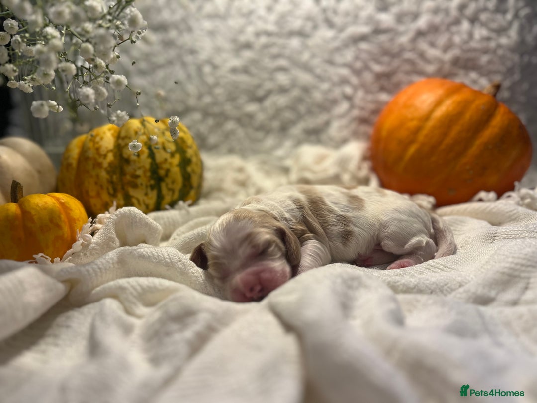 Cocker Spaniel dogs for sale: FAMILY RAISED SHOW TYPE COCKER SPANIEL PUPPIES - Advert 17