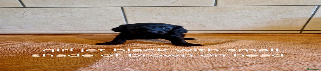 Doxiepoo Puppy 8
