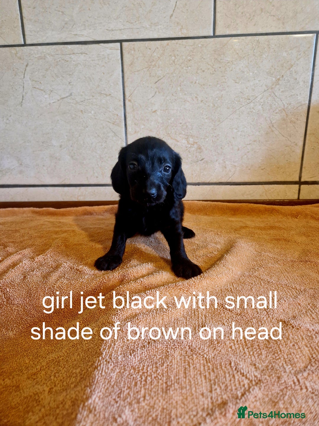 Doxiepoo dogs for sale: 9 beautiful doxiepoo puppies for sale  - Image 8