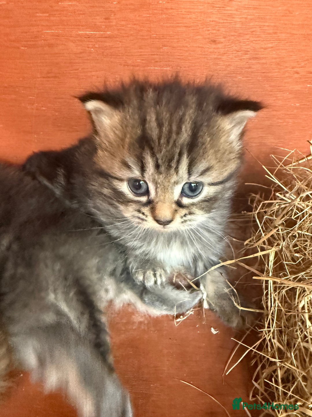 Mixed Breed cats for sale: Kittens for sale  - Image 3