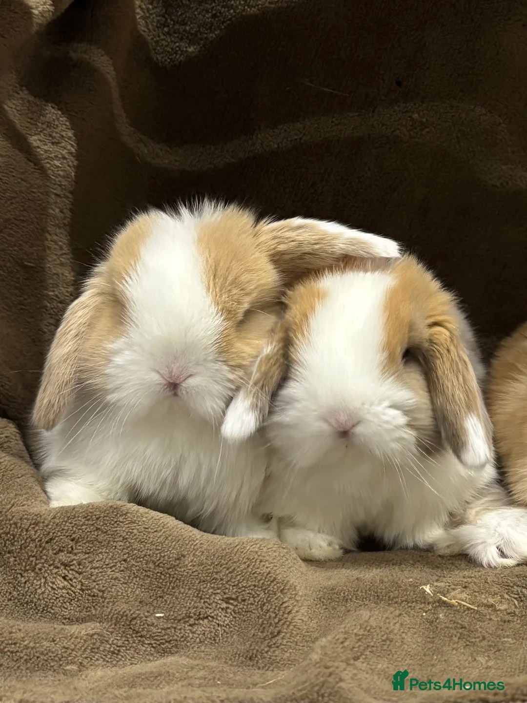 Mini Lop rabbits for sale: 2 Pure Mini Lops - Available 27th Feb - Advert 3