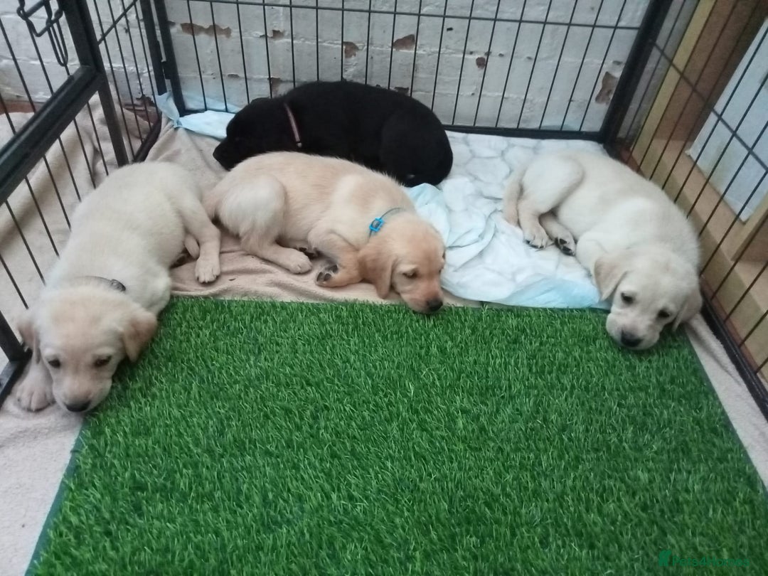 Labrador Retriever dogs for sale: KC Registered Labrador Retriever Puppies in Ross-on-Wye - Image 22