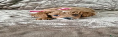 Cavapoo 1