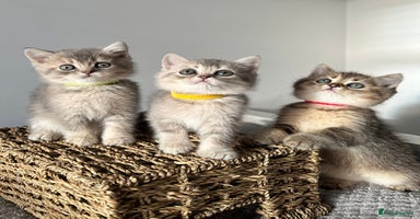 British Shorthair cats - Advert 13