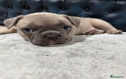 French Bulldog dogs for sale: 🌟 Adorable French Bulldog Puppies - Image 12