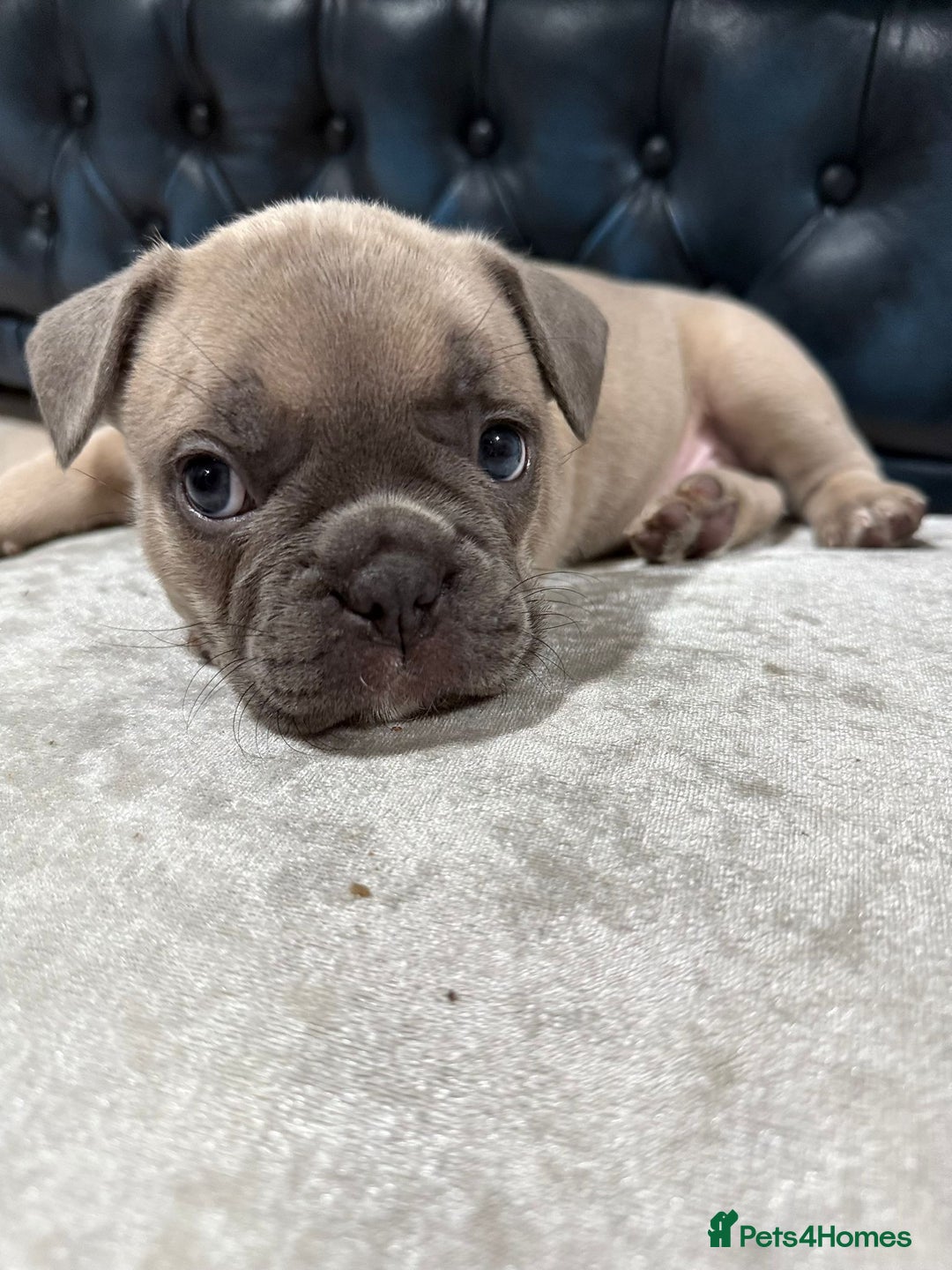 French Bulldog dogs for sale: 🌟 Adorable French Bulldog Puppies - Image 12