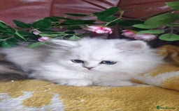 Persian cats for sale: 🌟Beautiful Pedigree Chinchilla Persian Kitten🌟 - Image 16