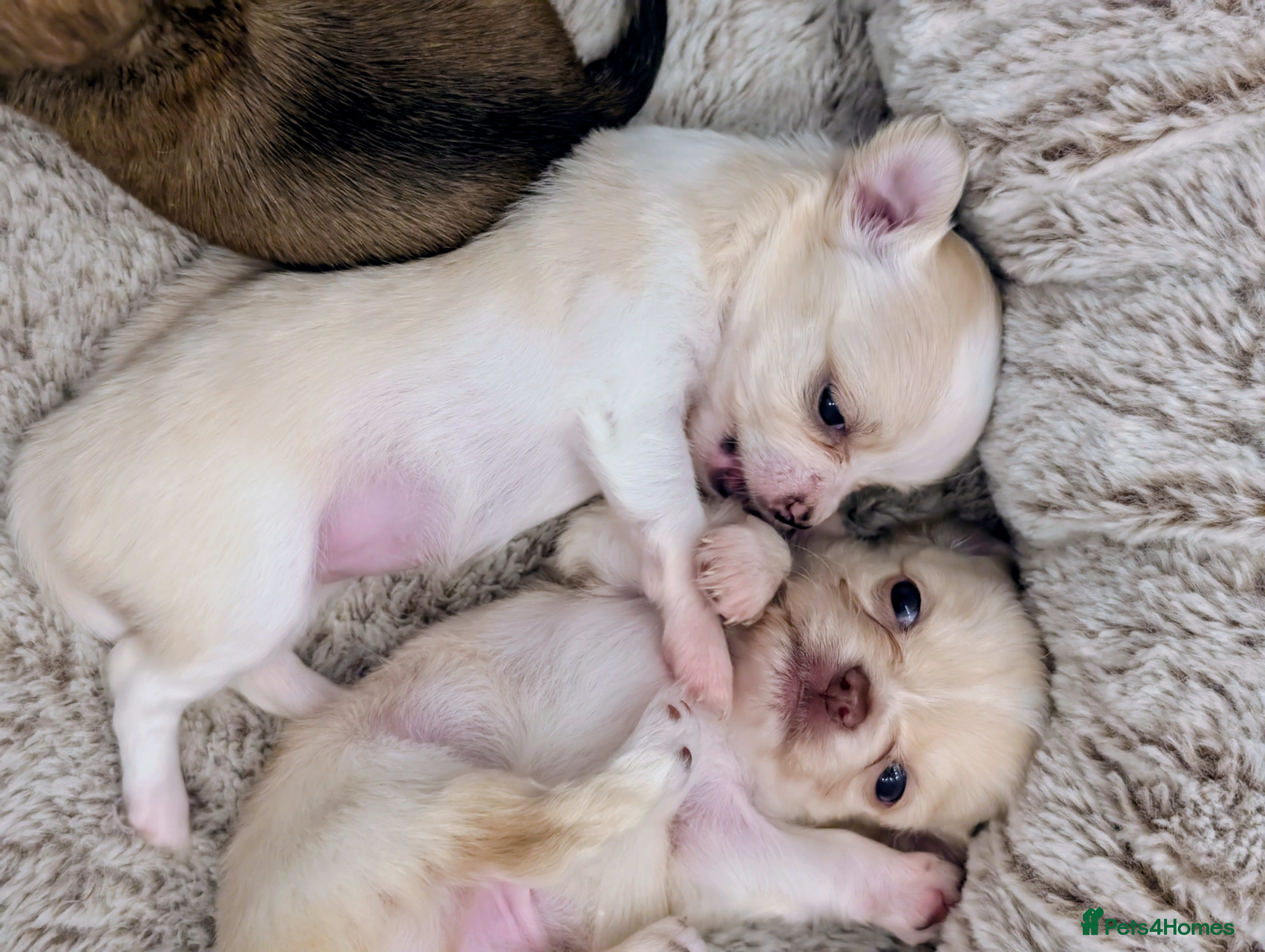 Chihuahua dogs  3 ABSOLUTELY GORGEOUS CHIHUAHUA PUPPIES FOR SALE - Advert 5