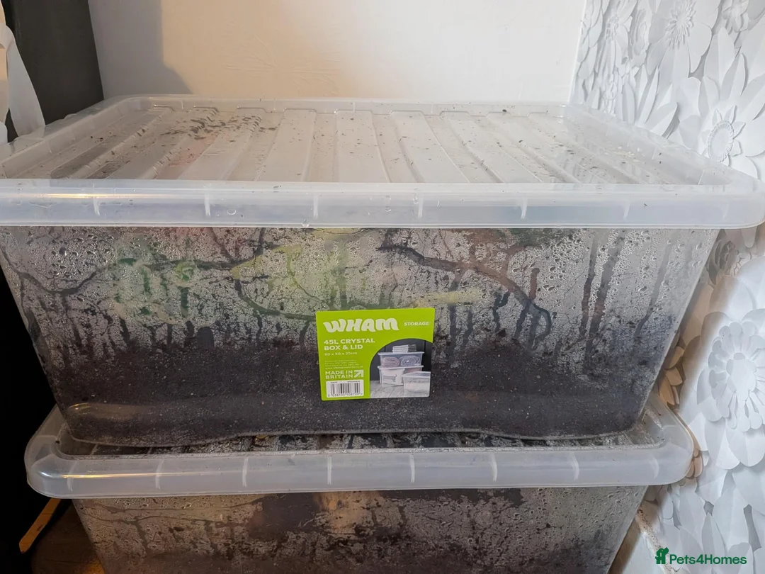 Snails invertebrates for sale: Giant African Land Snail - Advert 3